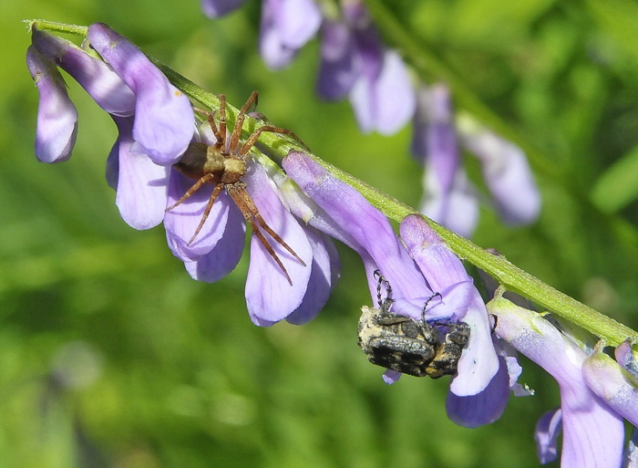 Valgus hemiptetus - Che insetto � quello cacciato dal ragno?
